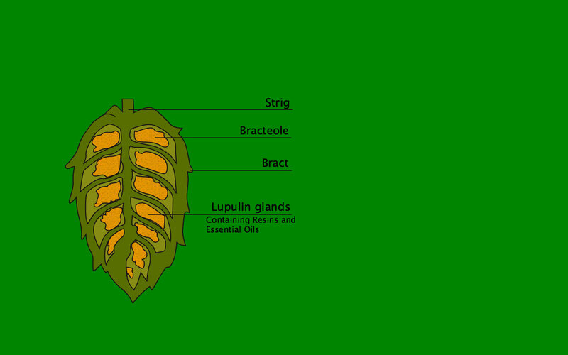 anatomy of a hop cone