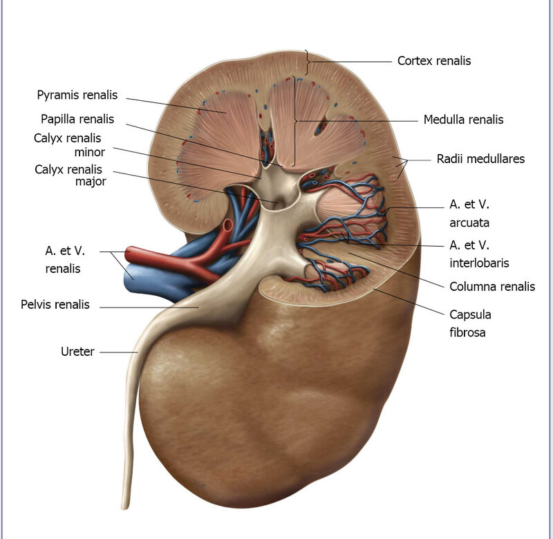 Anatomy of a human kidney