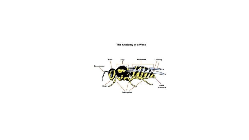 Anatomy of a Wasp