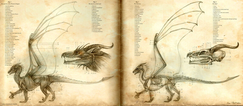Anatomy of a Western Dragon