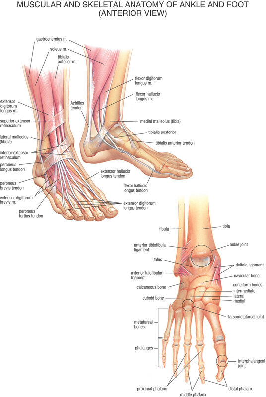 Anatomy of ankle and foot