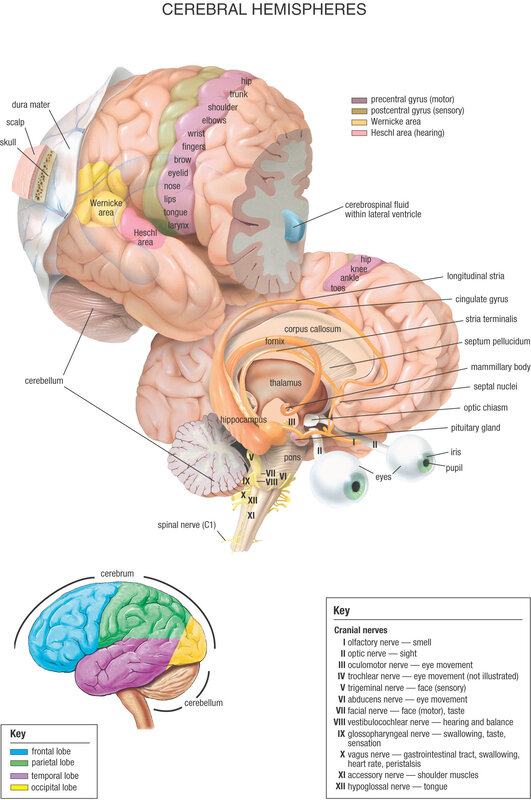 Anatomy of cerebral hemispheres