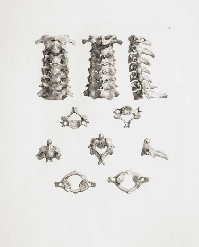 Anatomy of cervical vertebrae