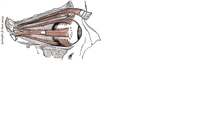 anatomy of eye muscles