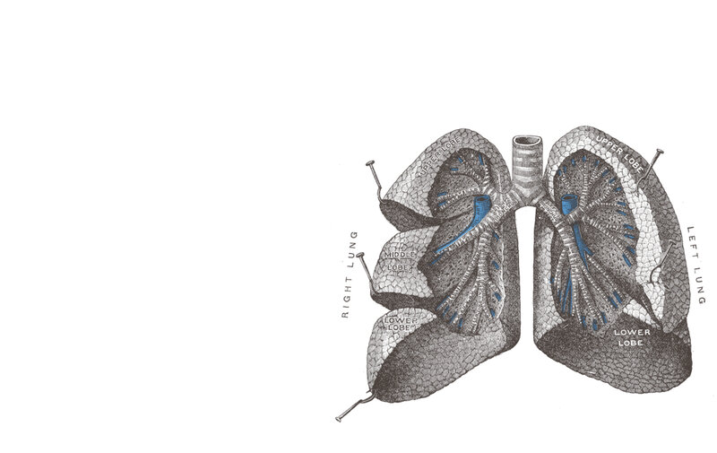 anatomy of human lungs