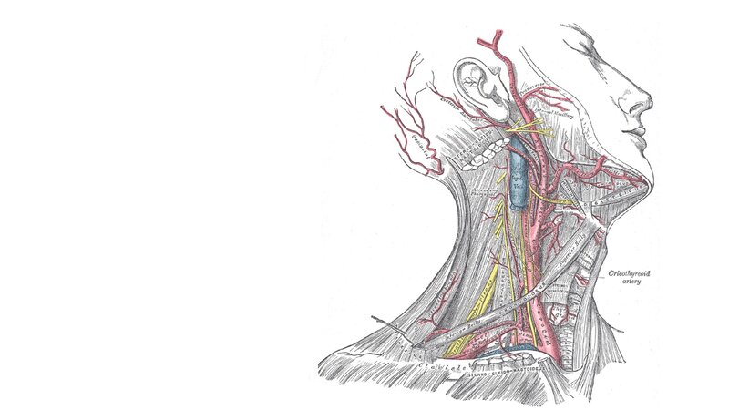 anatomy of neck arteries