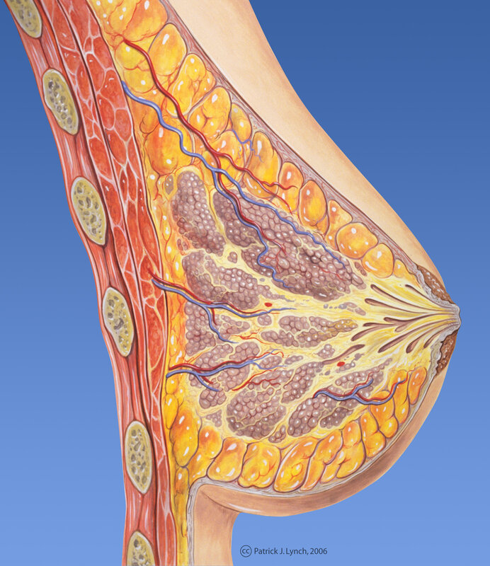 Anatomy of the breast