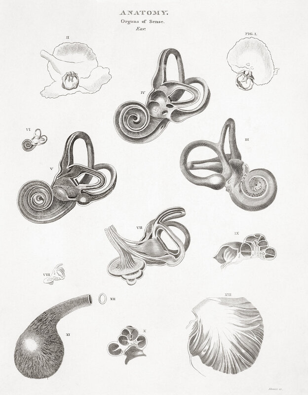 Anatomy of the Ear
