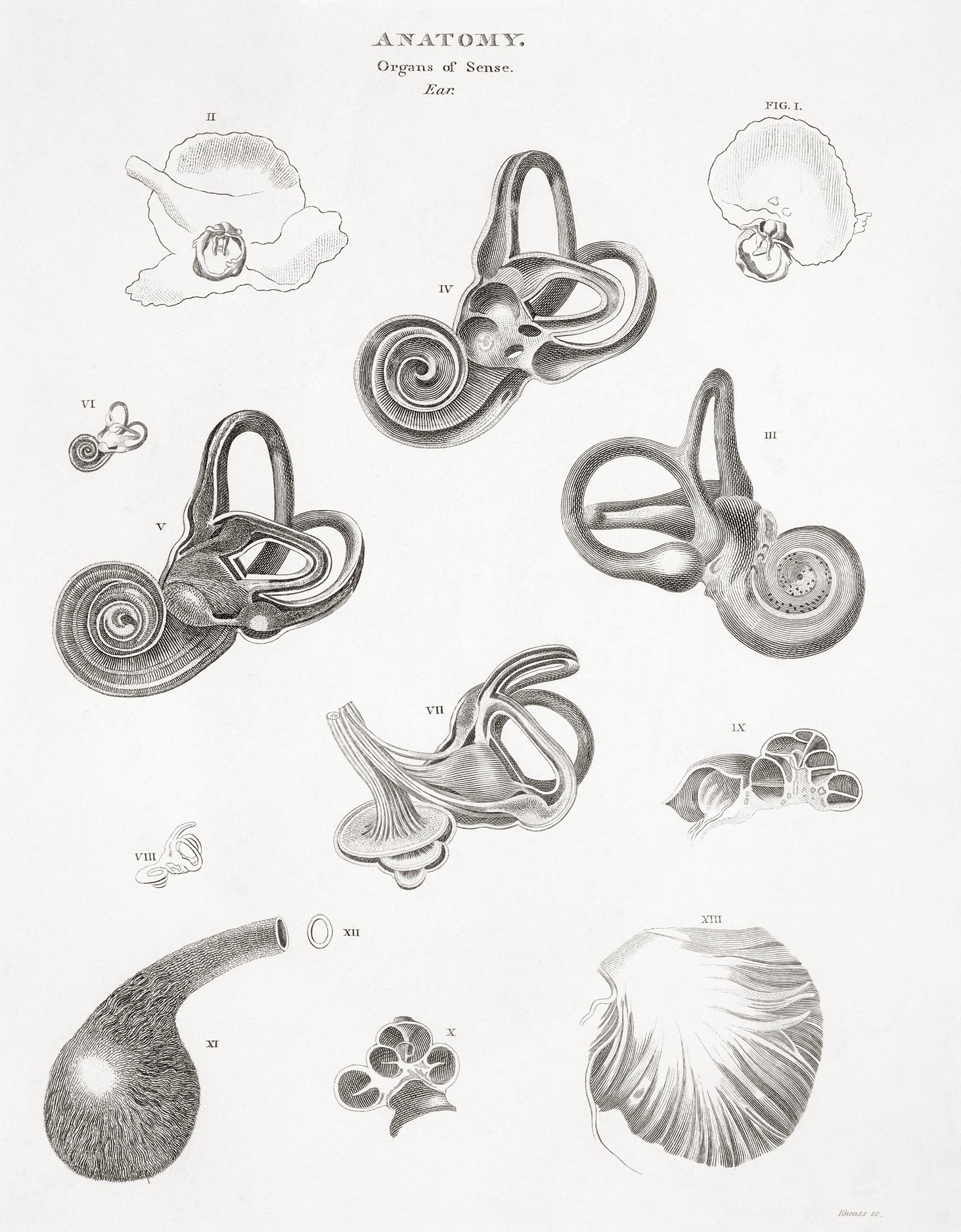 Anatomy of the Ear