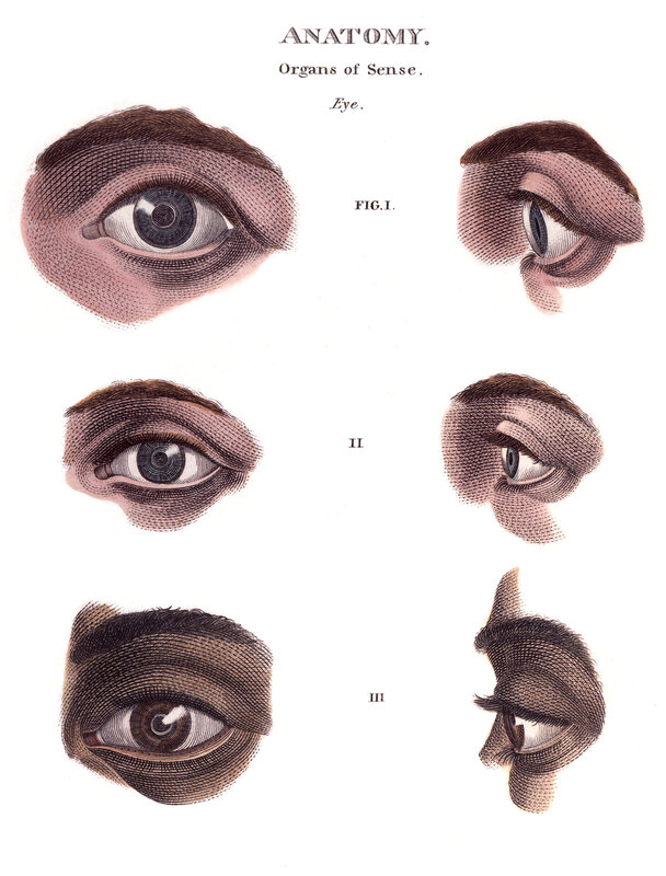 Anatomy of the Eye
