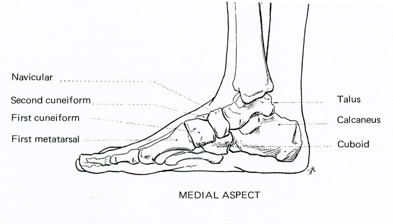 Anatomy of the foot bones