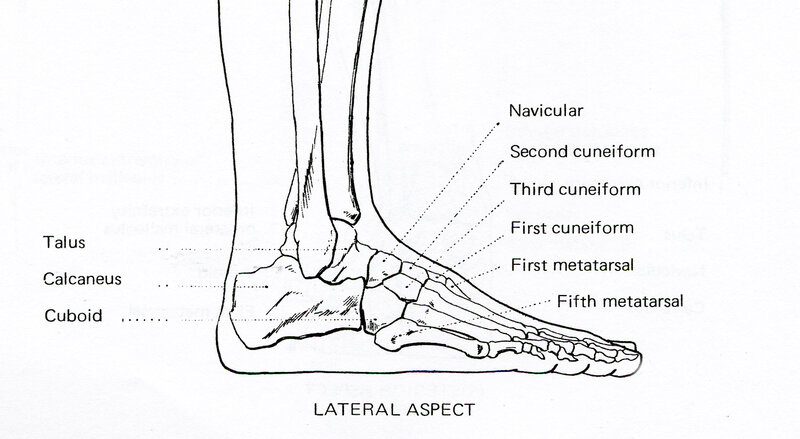 Anatomy of the foot bones
