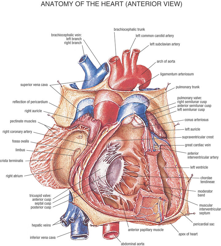 Anatomy of the Heart Anterior View