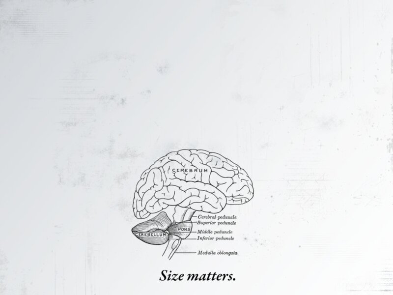 Anatomy of the human brain