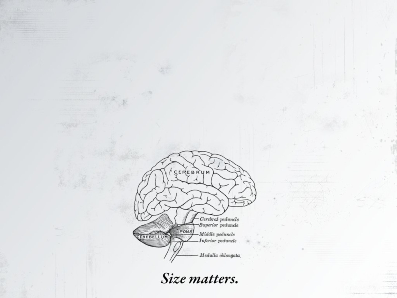 Anatomy of the human brain