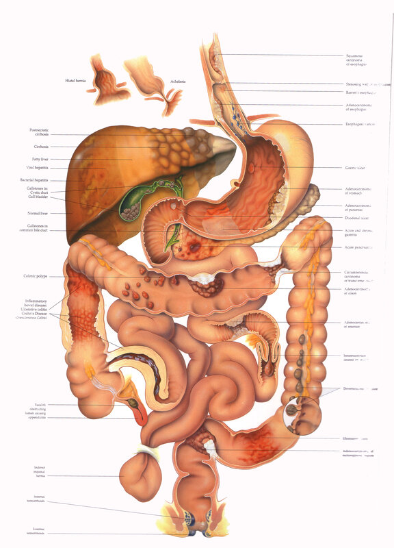 Anatomy of the human digestive system