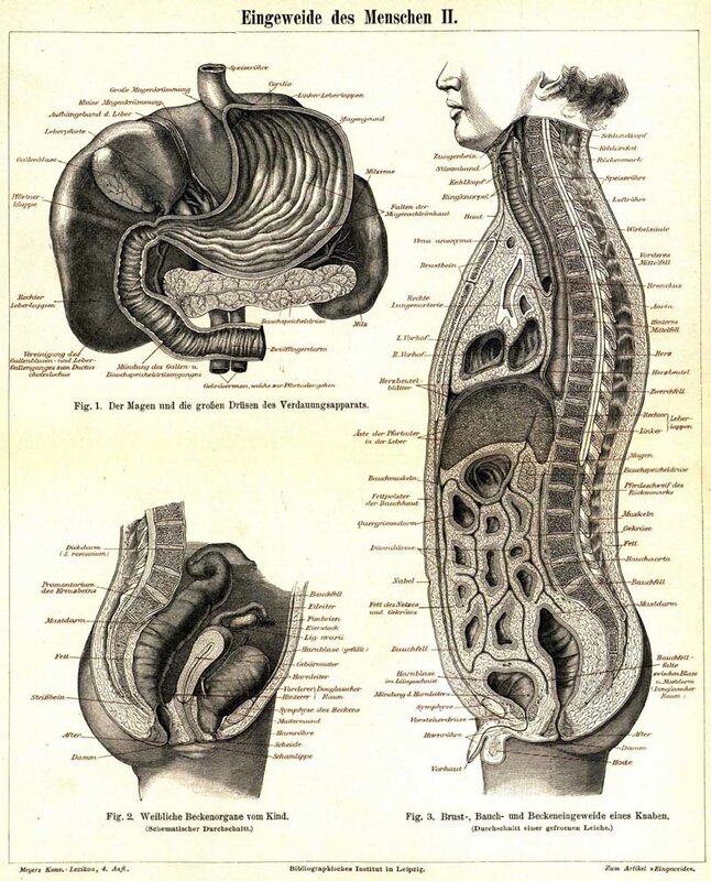 Anatomy of the human digestive system