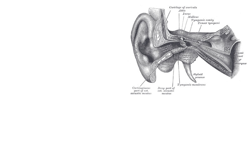 anatomy of the human ear