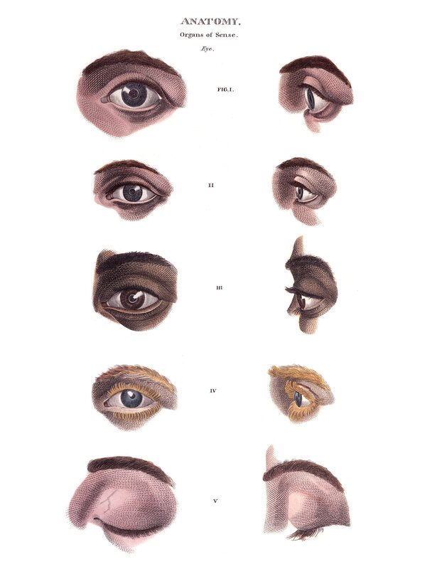 Anatomy of the human eye