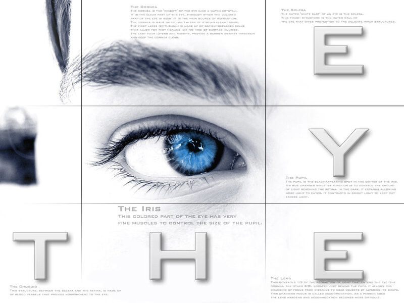 Anatomy of the human eye