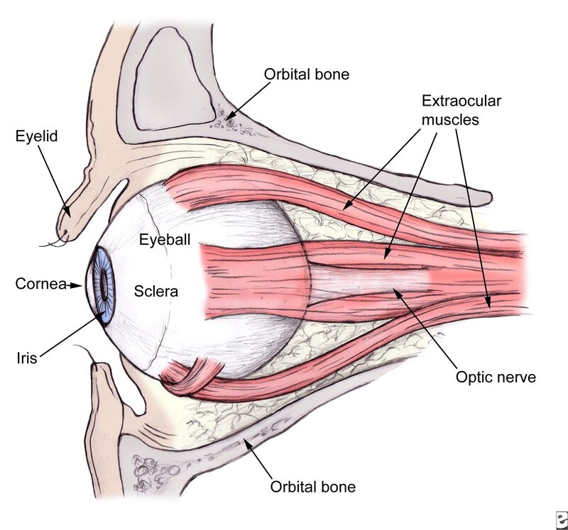 Anatomy of the human eye