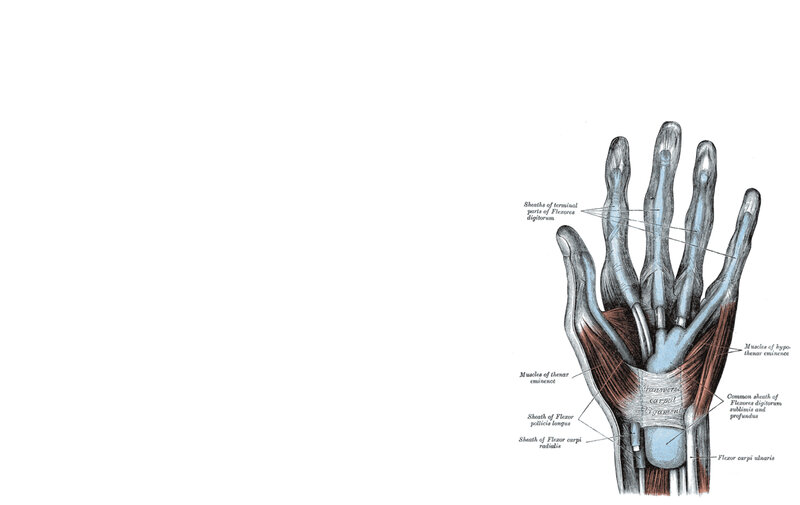 anatomy of the human hand