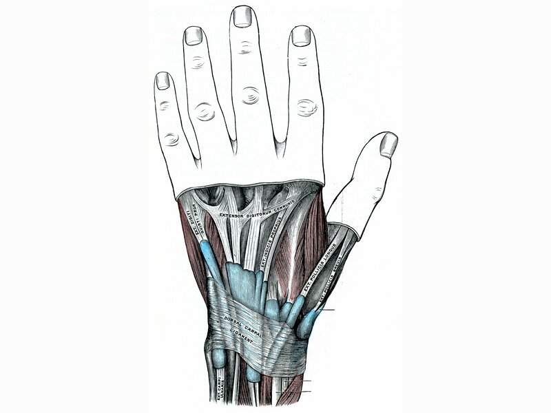 Anatomy of the human hand