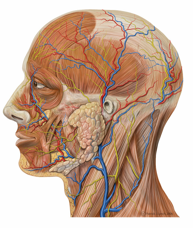 Anatomy of the human head