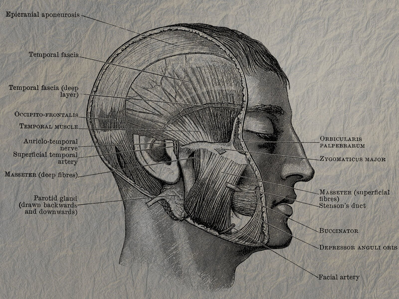 Anatomy of the human head