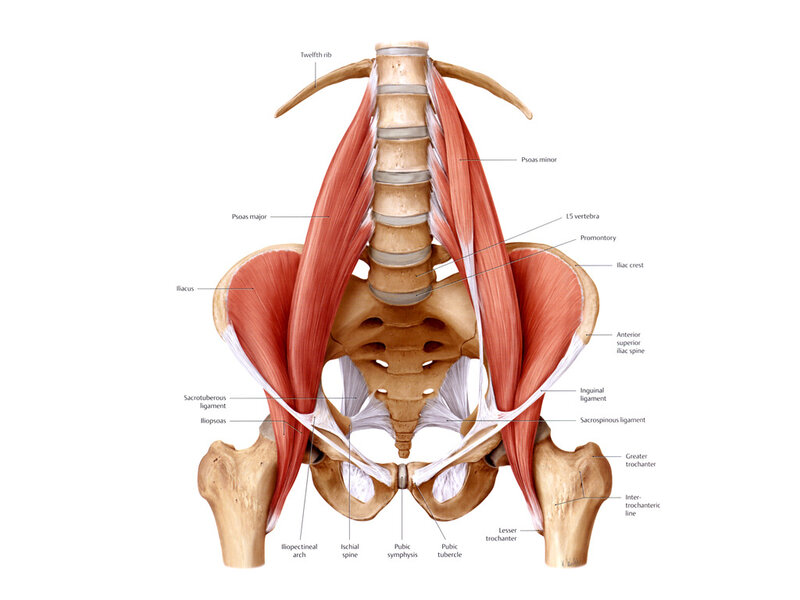 anatomy of the human pelvis