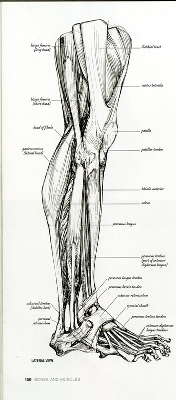 anatomy of the leg muscles