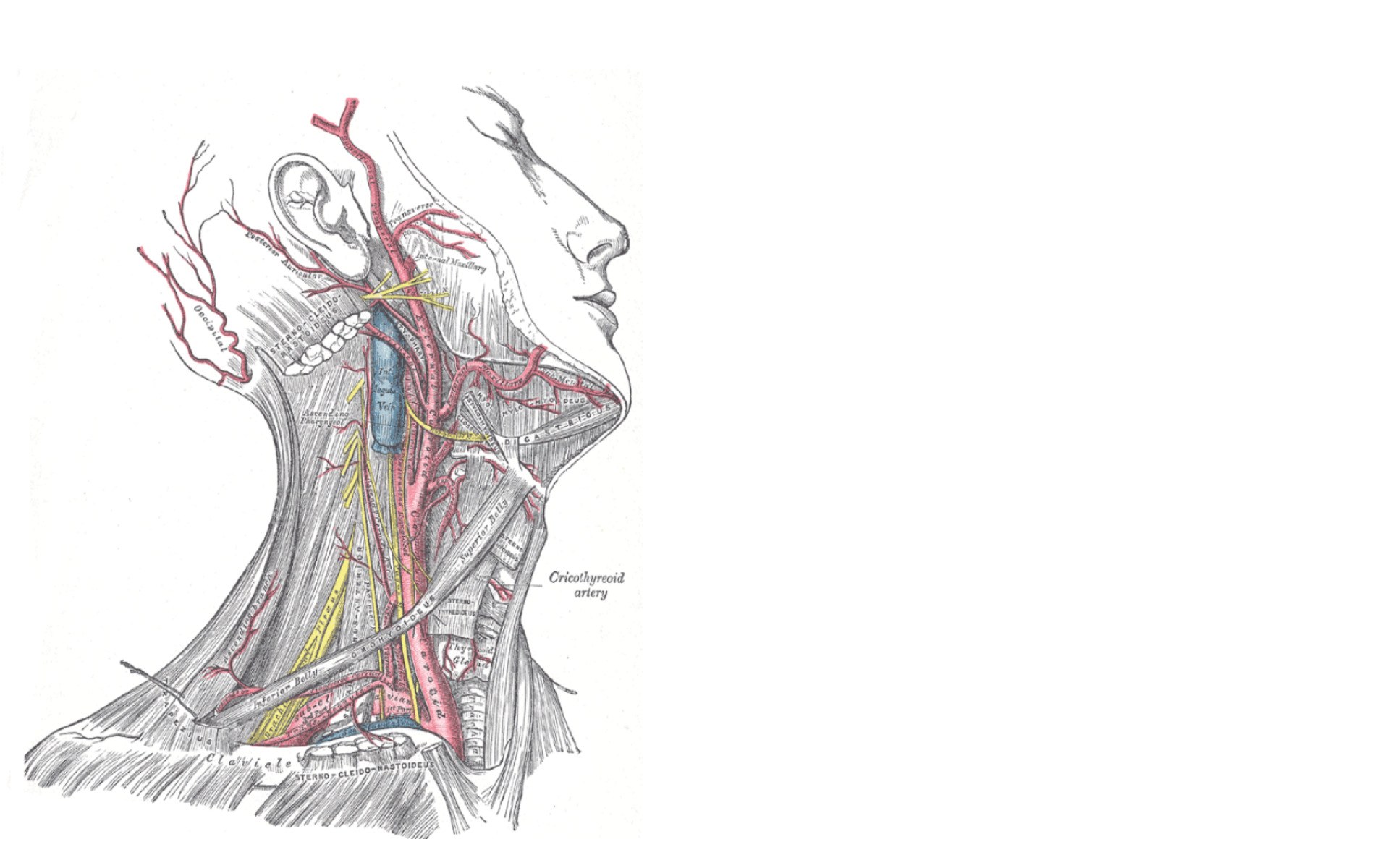 anatomy of the neck