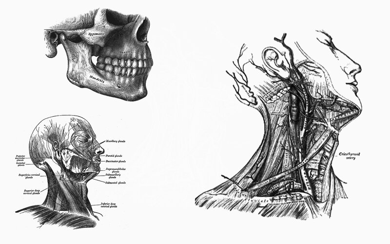 Anatomy of the skull and neck