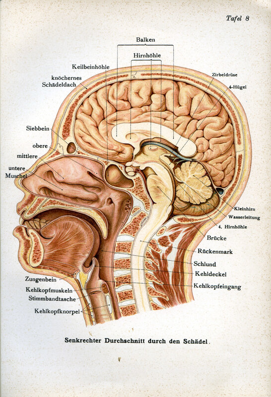 Anatomy of the skull