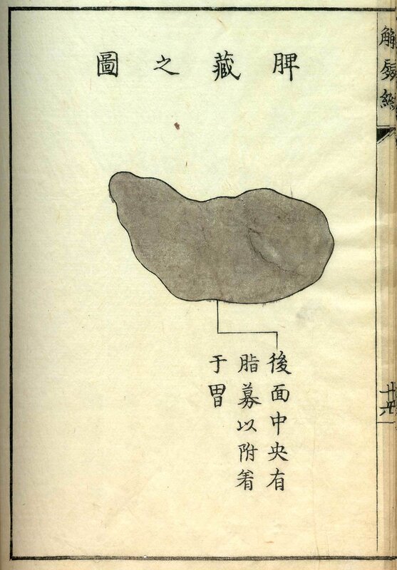 Anatomy of the spleen