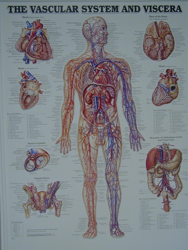 Anatomy of the vascular system