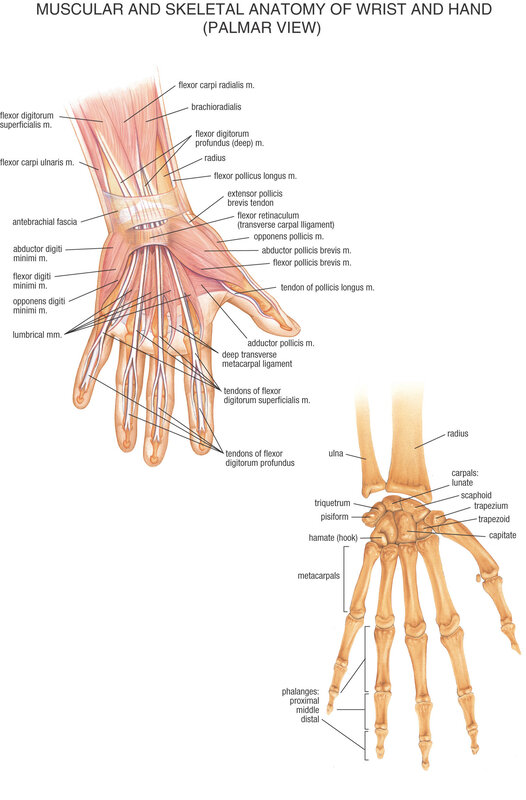 Anatomy of wrist and hand