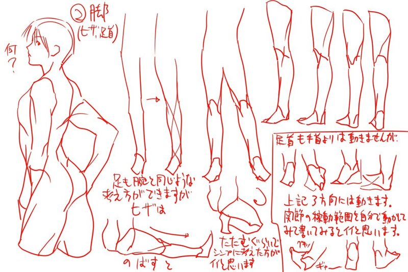 anatomy reference for legs
