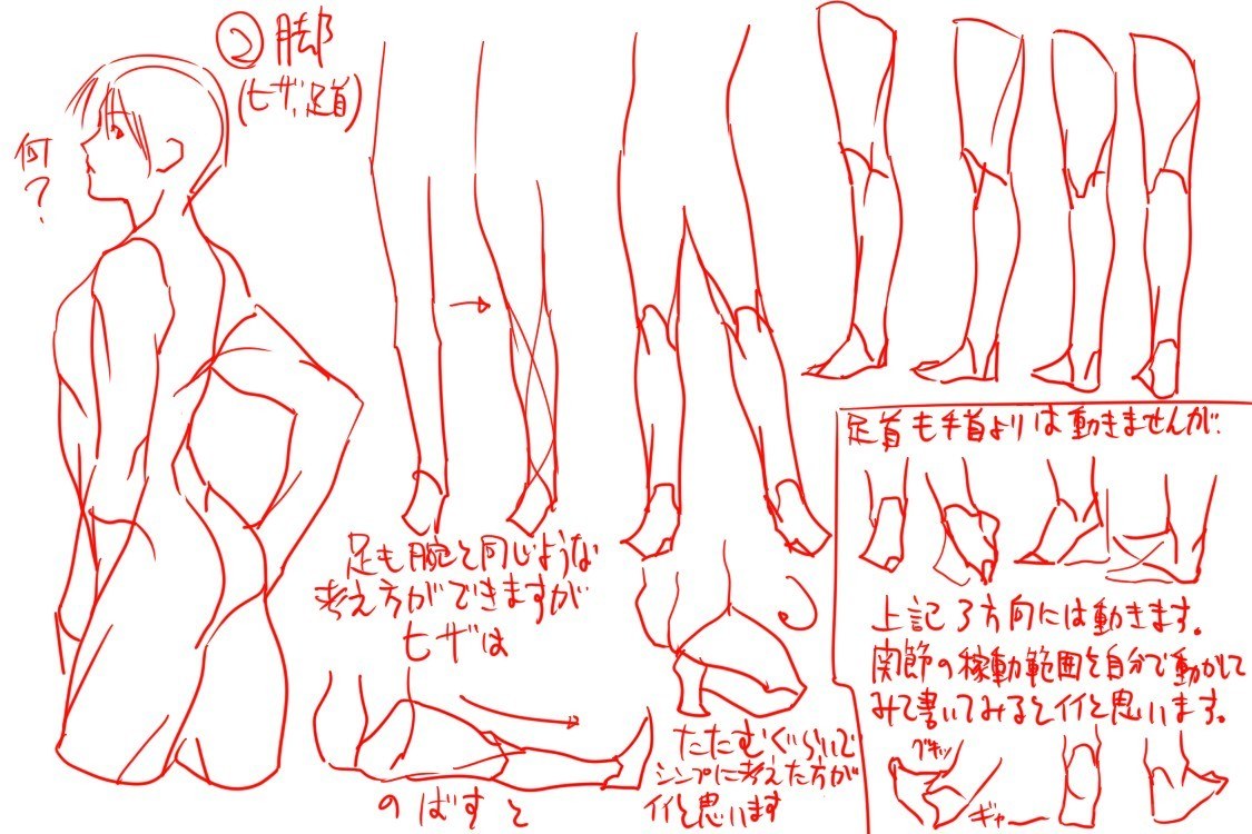 anatomy reference for legs