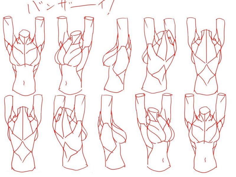 anatomy study of female torso