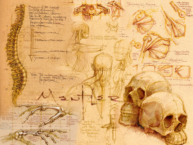 anatomy study sketch