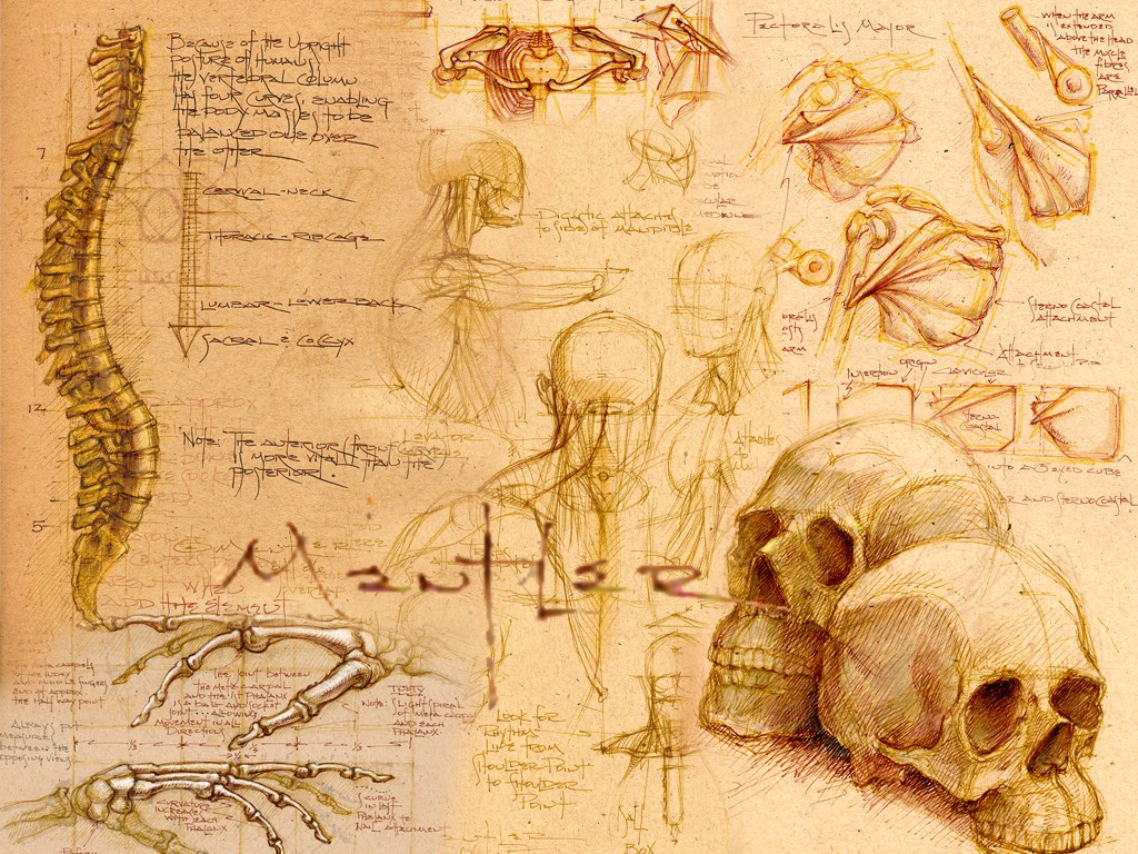 anatomy study sketch