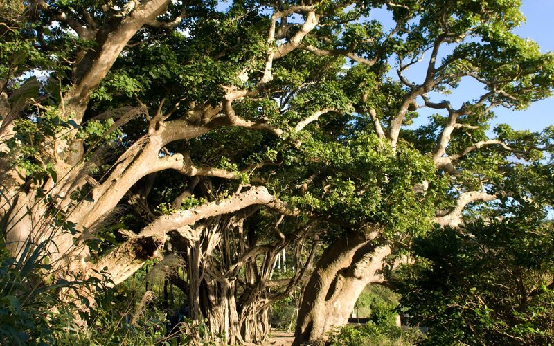 ancient banyan tree canopy
