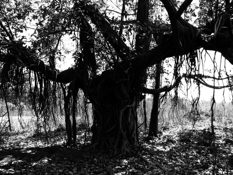 Ancient banyan tree in black and white