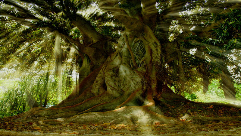 Ancient Banyan Tree