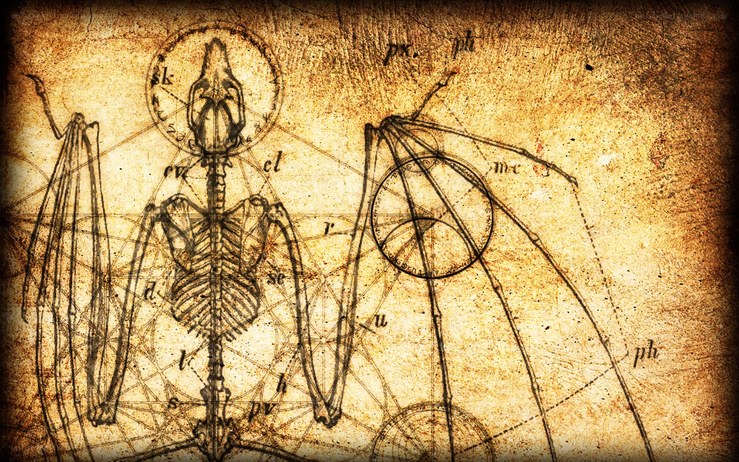 ancient bat skeleton diagram