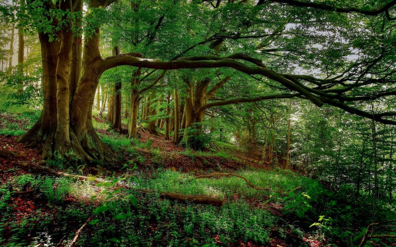 Ancient Beech Forest — Green