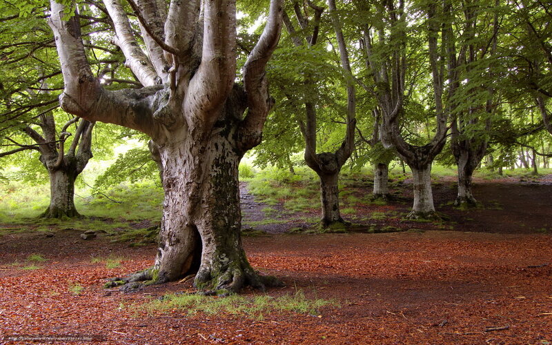Ancient beech forest