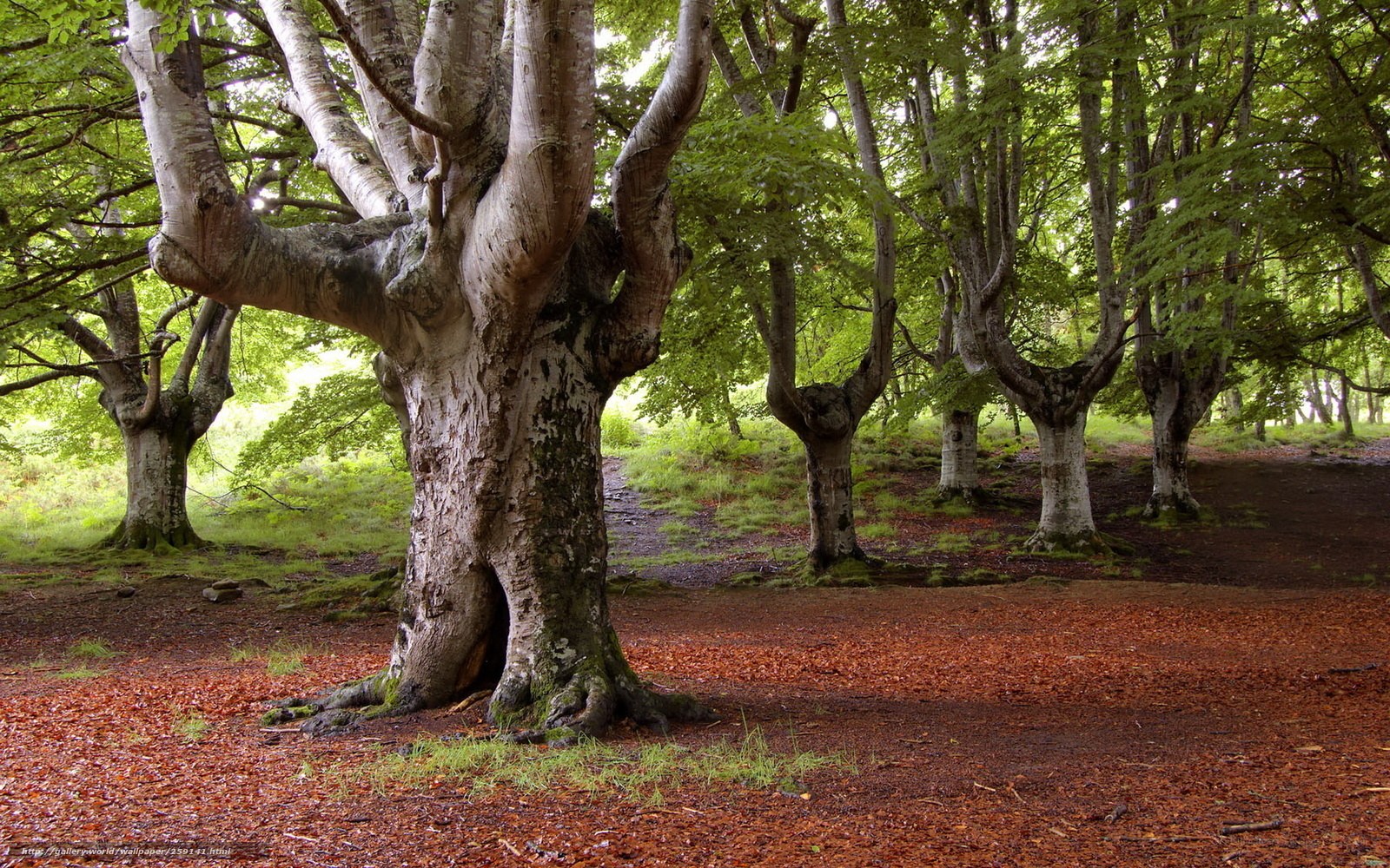 Ancient beech forest