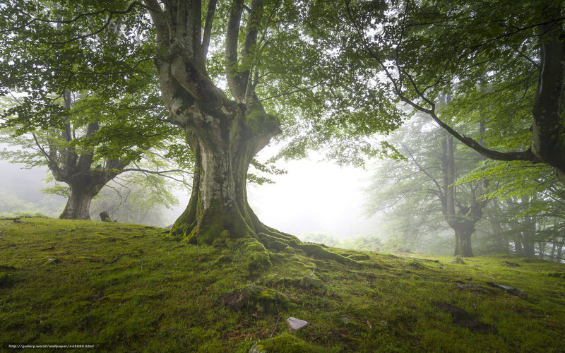 Ancient Beech Tree — Green, Serene